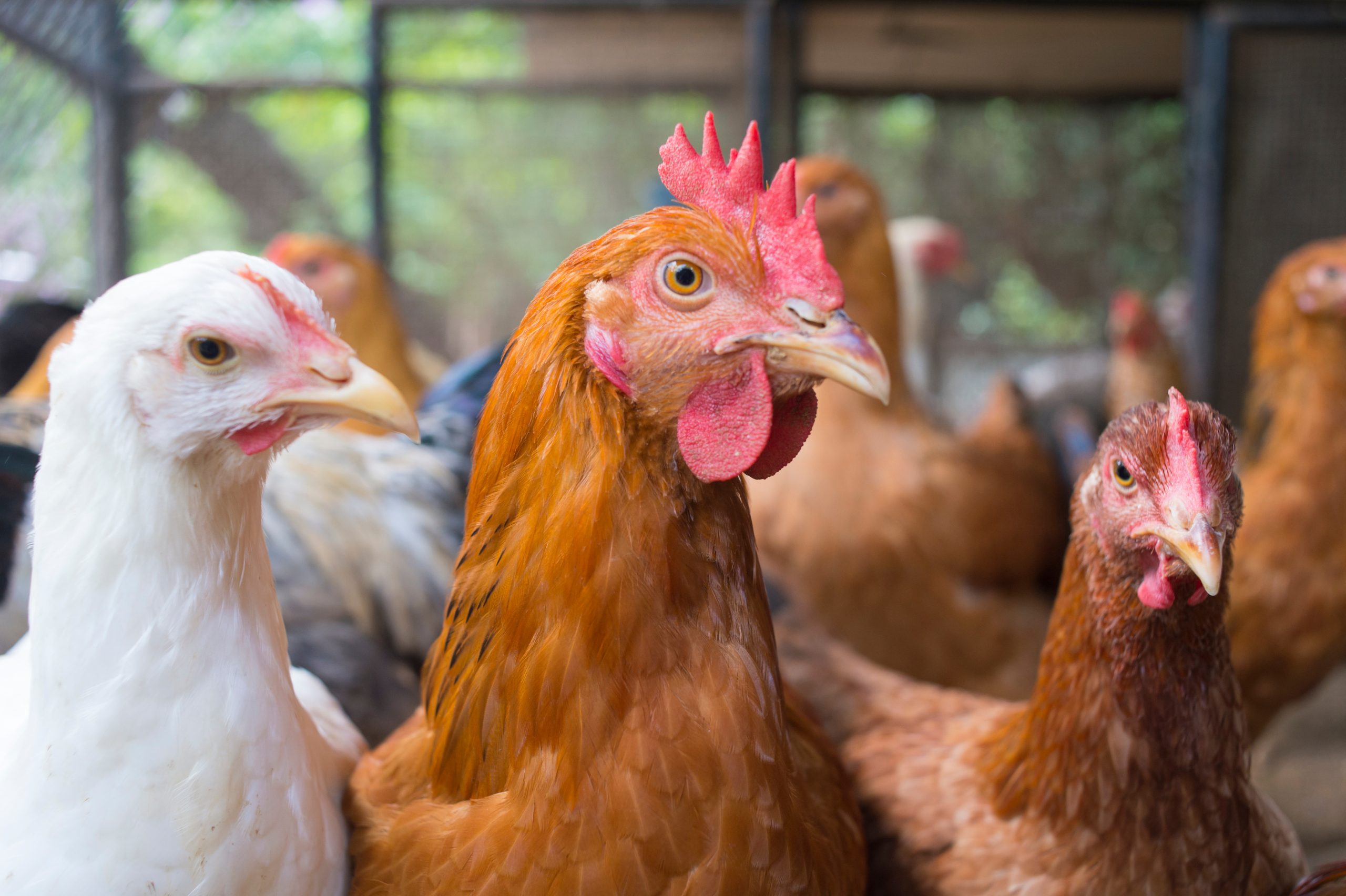 Avian flu detected in North Northants