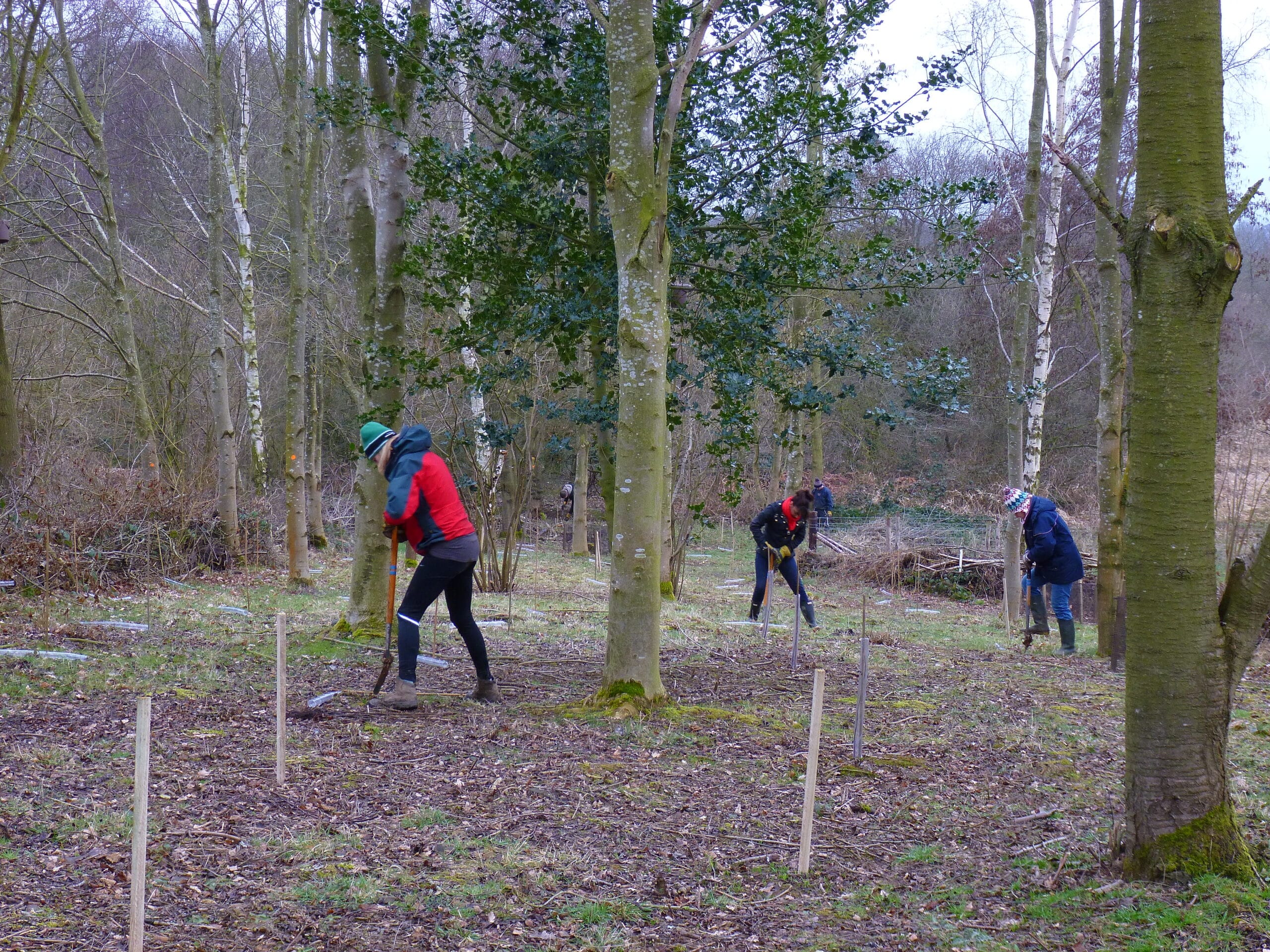 Tree planting